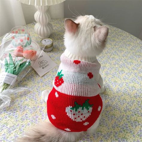 Cute Cats Wearing Clothes, Cute Cat With Strawberry, Cat And Dog Clothes, Aesthetic Cat Clothes, Crochet Cat Vest, Crochet Cat Clothes, Cat And Strawberry, Cat With Clothes, Cats Wearing Clothes