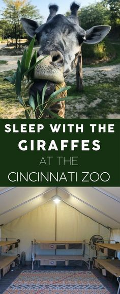 The Twiga Overnight at the Cincinnati Zoo is a great opportunity for families and groups. Sleep by the Giraffe Ridge enclosure, get special behind-the-scenes looks at the zoo after hours, enjoy private meet and greets with animal ambassadors, as well as smores and a catered breakfast. Read about our experience. We can't recommend it enough! Catered Breakfast, Vacations In The Us, Family Summer Vacation, Cincinnati Zoo, Ohio Travel, How To Sleep, Midwest Travel, Kid Friendly Activities, Us Travel Destinations