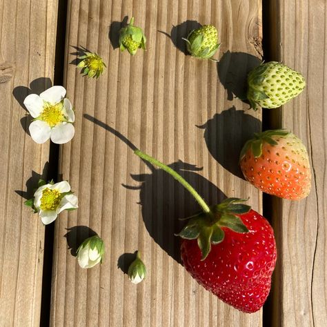 🍓The lifecycle of a strawberry 🍓 Our famous Lifton strawberries are growing away nicely and are beginning to flower underneath the tunnels, with many green strawberries starting to peak through! It won't be long until these tunnels will be full of our sweet-smelling strawberries 🍓 These tunnels are part of our earlier crop which will be picked and sold in our farm shop - keep a look out as in the coming weeks our famous Lifton strawberries will be making a come back! Why do we use tunnels... Lifecycle Of A Strawberry, Strawberry On Vine, Strawberry With Flowers, Strawberries Plant, Strawberry Display, Strawberry Branch, Fruit Planet, Strawberry Growing, Strawberry Photo