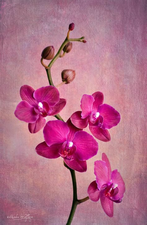 Orchid Drawing, Orchids Painting, Acrylic Flower Painting, Flower Arrangements Simple, Purple Orchids, Beautiful Orchids, Arte Fantasy, Flower Art Painting, Hippie Art