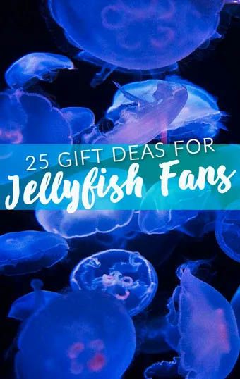 Jellyfish Gift Ideas, Jellyfish Theme, Types Of Jellyfish, Notion Banner, Spoiling Yourself, Jellyfish Species, Jellyfish Tentacles, Ocean Stuff, Ocean Theme Preschool