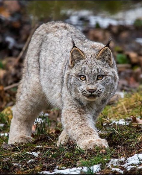 Funny Cats In Water, Canadian Cat, Canadian Animals, Rare Cats, Cats Love, Arte Animal, Snow Leopard, Lynx, Beautiful Cats