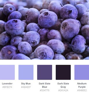 Color Palette Scheme Design Inspiration Blueberries | Color Palette Scheme Design Inspiration Purple Monochrome Color Palette, Violet Color Palette Colour Schemes, Blueberry Colour Palette, Pantone Blueberry, Blueberry Palette, Blueberry Color Palette, Blueberry Character, Violet Color Palette, Blueberry Color