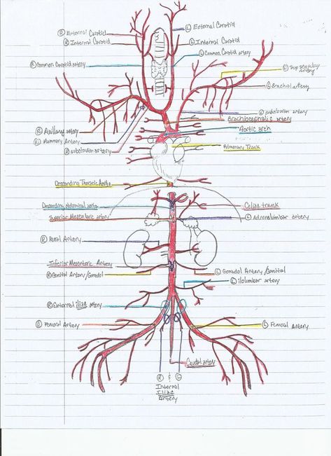 Arteries And Veins Anatomy, Cardiovascular Anatomy, Arterial System, Arteries Anatomy, Diagnostic Medical Sonography, Medicine Notes, Basic Anatomy And Physiology, Vet Medicine, Arteries And Veins