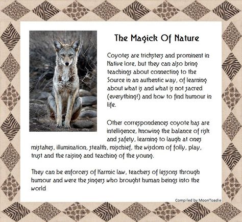 Coyote Native American, Coyote Spiritual Meaning, Coyote Symbolism, Coyote Character, Coyote Tattoo, Coyote Animal, Spiritual Signs, Spirit Animal Meaning, Native American Totem