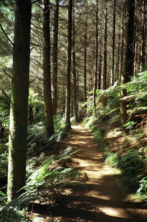 Hiking In Forest, New Zealand Bush, Trails In The Woods, Walking Through Forest, New Zealand Forest, Walking In A Forest, Walking In Forest, Bush Walk, Path In The Woods