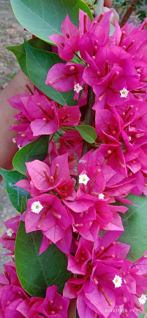 Bougainvillea glabra Bougainvillea Glabra Plants, Bogenvilla Plant, Boganvillia Aesthetic, Bougainvillea Colors, Bougainvillea Plant, Plants Wishlist, Bougainvillea Flower, Sketchbook Inspo, Pollinator Garden