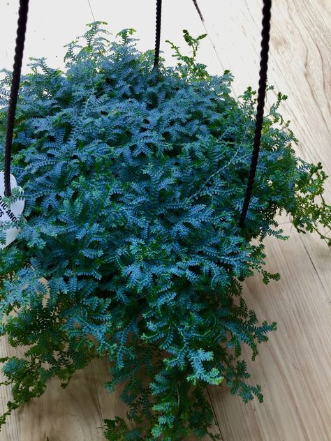 OMGplants — megansplants: Peacock Fern, Rainbow Moss... Peacock Fern, French Country Garden Decor, Cactus Planta, French Country Garden, Garden Angels, Fern Plant, Container Gardening Vegetables, Diy Plants, Cactus Y Suculentas