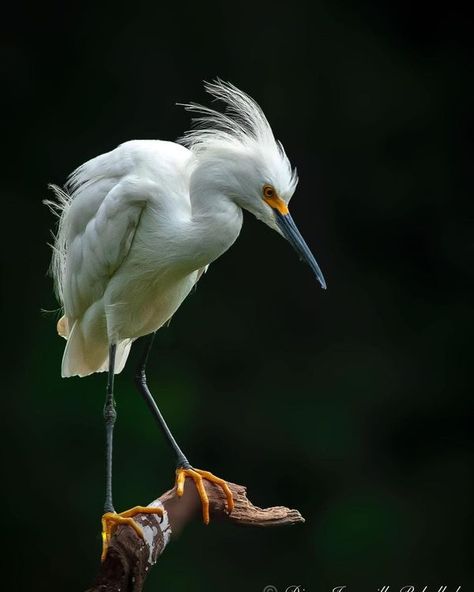 beautiful Birds | Snowy Egret (Egretta thula) | Facebook White Heron, Snowy Egret, Nature Birds, Pretty Birds, Bird Species, In Water, Beautiful Birds, Beautiful World, South America