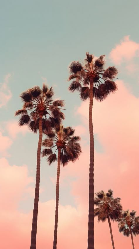 Tree sky outdoors nature.  | premium image by rawpixel.com / Sasi Iphone Sunset Wallpaper, Sunset Wallpaper Iphone, Iphone Wallpaper Summer, Iphone Wallpaper Pink, Palm Trees Wallpaper, Nice Designs, Phone Wallpaper Boho, Palm Wallpaper, Palm Tree Sunset