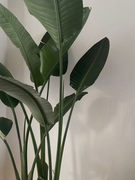 leafs aesthetic 🤍 Peace Widget, Green Leaf Aesthetic, Leafs Aesthetic, Green Leaves Aesthetic, Greenery Aesthetic, Aesthetic Leaves, Greenery Wallpaper, Palm Plants, Black Vibes