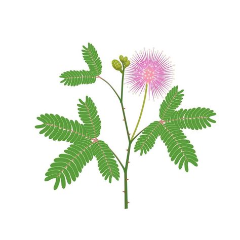 Mimosa Pudica, Sensitive Plant, Herbal Plants, Plant Drawing, Foto Dan, All About Plants, Mimosa, Vector Art, Plant Leaves