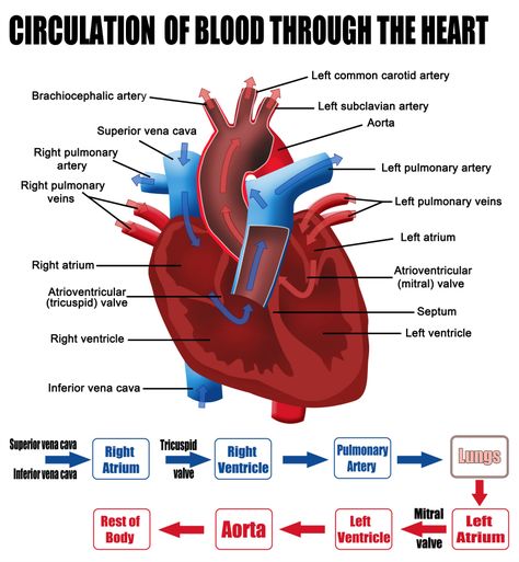 What are the parts that make up a human heart? Diagrams and More Veins And Arteries Diagram, Blood Flow Through The Heart, Heart Blood Flow, Nursing Cardiac, Human Heart Diagram, Physiology Notes, Future Pharmacist, Heart Circulation, Subclavian Artery