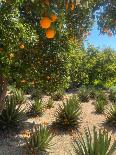 Orange summer season Ojai California fruit tangerine natural nature Los Angeles, Lana Del Rey, Angeles, Orange Tree Landscaping, Ojai California Aesthetic, Ojai Aesthetic, Orange County Aesthetic, Southern California Aesthetic, California Autumn