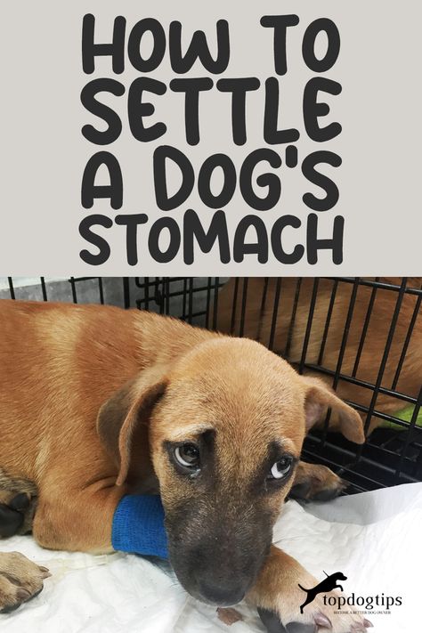 A dog's upset stomach can stem from many causes, from dietary indiscretion to stress. 🐶🌀 While severe cases should always be seen by a vet, are there gentle ways you can help settle your dog's stomach at home? Discover soothing remedies and tips in our guide to calming your dog's upset tummy! 📘🌿 Pumpkin For Dogs Upset Stomach, Upset Stomach Remedy For Dogs, Upset Tummy Remedies, Dog Upset Stomach Remedies, Upset Stomach Food, Upset Stomach Remedy, Stomach Bacteria, Dog Upset Stomach, Stomach Remedies