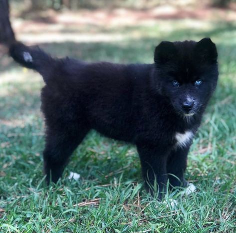 Everyone meet Michaela. She is a solid black Siberian Husky puppy. Extremely rare! Black Siberian Husky, Pitbull Husky, Husky Black, Black Husky, Siberian Kittens, Queen Of The Night, Black Puppy, Cute Animal Memes