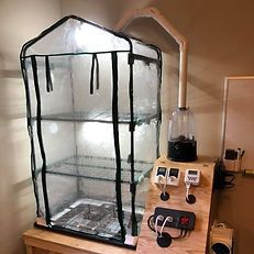 Mushroom Fruiting Environments | MycoLogic Mushroom Cultivation At Home, Mushroom Growing Room, Mushroom Fruiting Chamber, Grow Cabinet, Lighting Temperature, Mushroom Grow Kit, Mushroom Cultivation, Large Mushroom, Garden Mushrooms