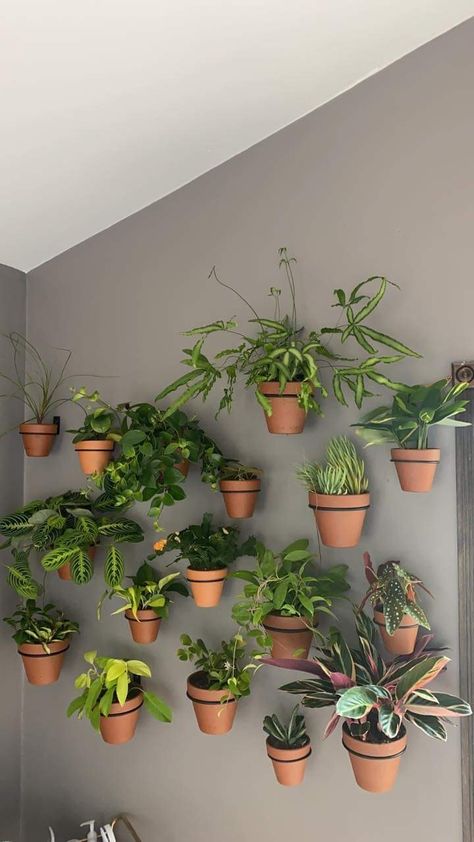 Wall Mounted Plants, Hanging Garden Ideas, Plant Display Ideas, Indoor Plant Wall, Backyard Garden Layout, Beautiful Wall Hanging, Greenhouse Ideas, Mums Flowers, Hanging Plant Wall