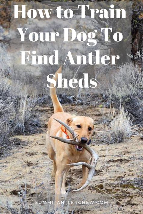 How To Teach Your Dog To Hunt Shed Antlers Whitetail Hunting, Puppy Tips, Puppy Ideas, Dog Antlers, Dog Minding, Training Dogs, Easiest Dogs To Train, Shed Antlers, Bird Dog