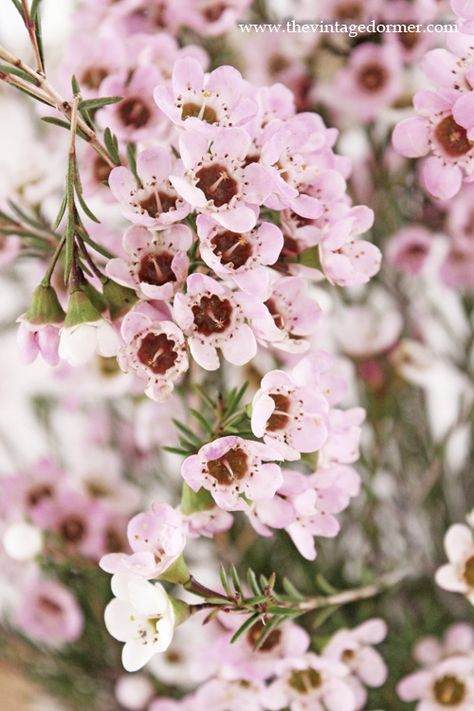 Wax flowers Pink Wax Flower, Flower Identification, Flower Lapel, Wax Flower, Flower Cottage, Paper Vase, Backyard Office, Wax Flowers, Wedding Palette