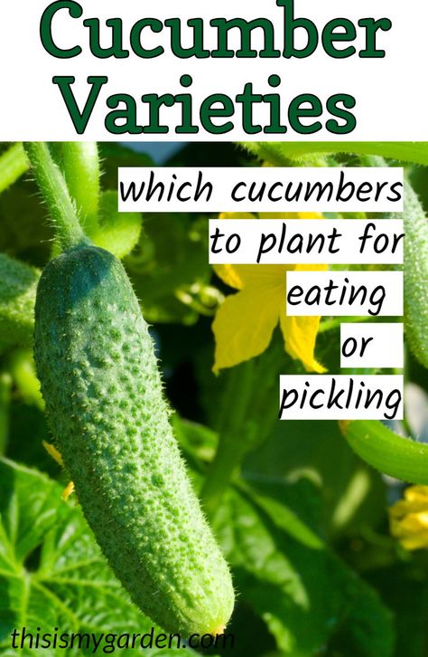 Best Cucumbers For Pickles, Types Of Cucumbers To Grow, How To Grow Pickling Cucumbers, Growing Pickling Cucumbers, Plant Vegetable Garden, Cucumber Growing, Garden Cucumbers, Cucumber Plants, Gemüseanbau In Kübeln