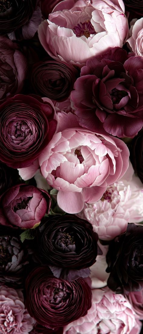 Ranunculus Wallpaper, Outdoor Decoration Ideas, Peony Wallpaper, Simple Iphone Wallpaper, Cozy Throw Blanket, Family Feud, Iphone Wallpaper Girly, Wallpapers Iphone, Flower Phone Wallpaper