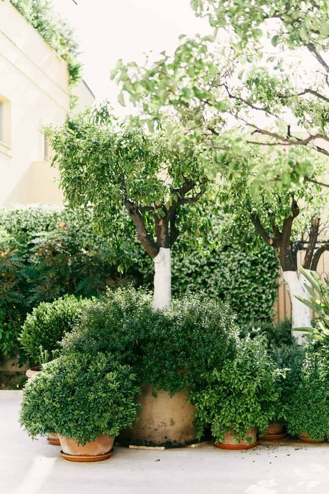 When building a container garden collection - evergreen plants and shrubs are the backbone of a design. Here are the 10 best evergreen plants for pots. Use these container plants to pair with other perennials in pots for an inspiring 4-season arrangement of garden pots and landscape planters. Pictured: An assortment of evergreen dwarf green velvet boxwood arranged in pots within a serene courtyard. Boxwood Potted Plant, Courtyard Pots And Plants, Backyard Plants In Pots, Evergreen Shade Shrubs, Evergreen Front Porch Planter, Plants That Live All Year Round, Pea Gravel Container Garden, Backyard Landscaping New Build, Potted Gardens Ideas