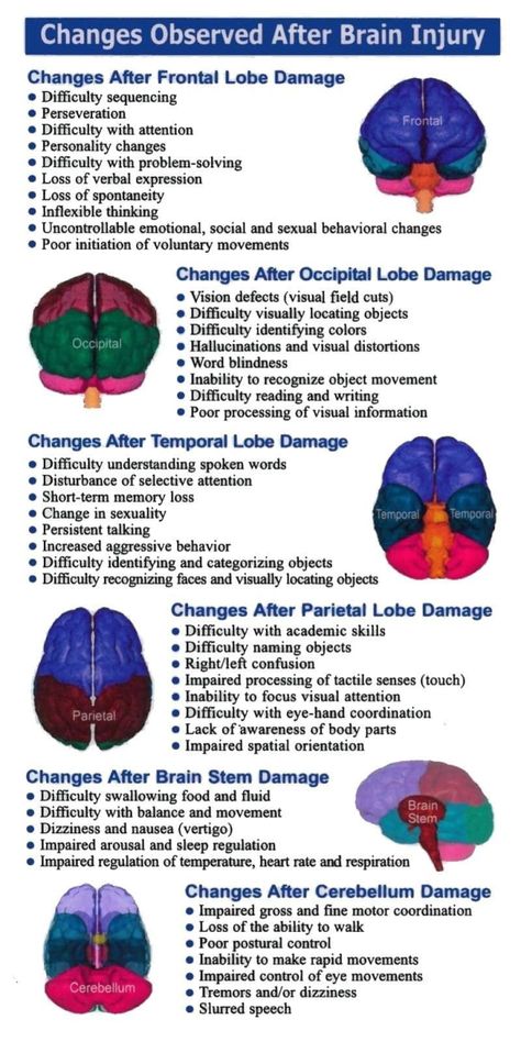 Brain Anatomy And Function, Psychology Notes, Psychology Studies, Medical Student Study, Brain Facts, Brain Anatomy, Endocannabinoid System, Medical School Essentials, Medical School Studying