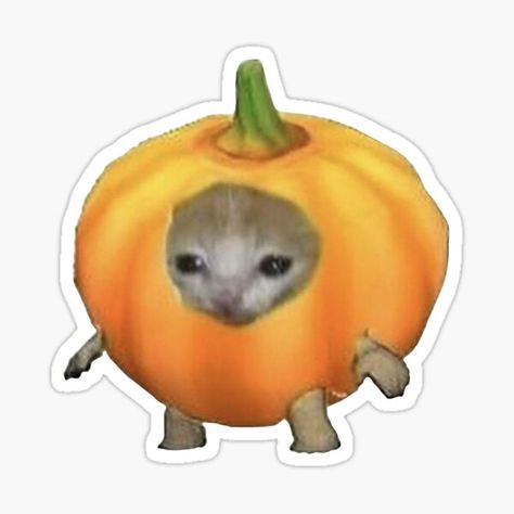 Pumpkin Pfp, Pumpkin Meme, Minecraft Frog, Funny Cat Stickers, Sensodyne Pronamel, Cat In A Pumpkin, Pumpkin Cats, Fruit Cat, Cat In Pumpkin