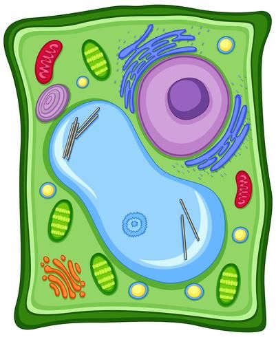 Plant Cell Picture, Plant Cell Drawing, Plant Cell Parts, Plant Cell Labeled, Animal Cell Drawing, Plant Cell Project, Plant Cell Diagram, Plant Cell Model, Membran Sel