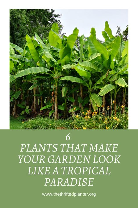 Tropical plants in the garden Staggered Garden Ideas, Tropical Garden Edging, Sun Tropical Garden, Alocasia Plant Outdoor, Tropical Garden Plants Landscaping, Outdoor Tropical Plants Landscaping, Tropical Landscaping Full Sun, Tropical Garden Layout Plan, Tropical Screening Plants