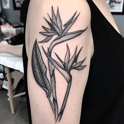 Bord Of Paradise Tattoo, Birds Of Paradise Tattoos, Bird Of Paradise Tattoo Design, Birds Of Paradise Tattoo Sleeve, Birds Of Paradise Flower Tattoo, Bird Of Paradise Tattoo Black, Bird Of Paradise Plant Tattoo, Heliconia Tattoo, Paradise Bird Tattoo