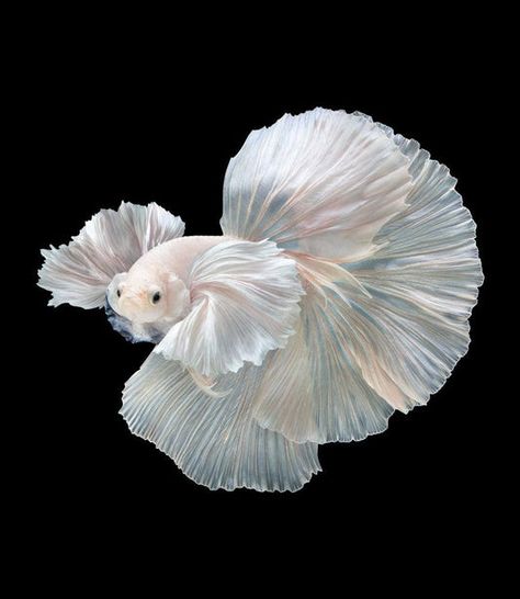 Exquisite Halfmoon Male Betta Fish - TropicFlow Collection Male Betta Fish, Guppy Fish, Pretty Fish, Discus Fish, Beta Fish, Halfmoon Betta, Betta Fish, Tropical Fish, Goldfish