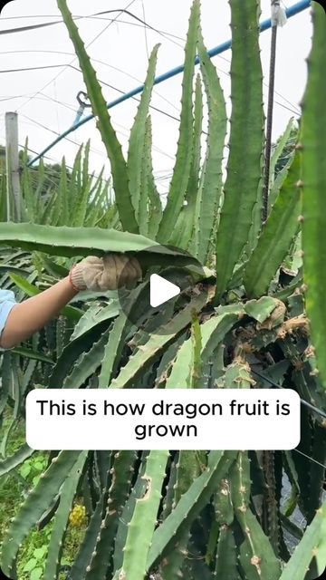 Dragon Fruit Growing Tips, Dragon Fruit Growing, Plant Dragon, How To Grow Dragon Fruit, Dragon Fruit Plant, Fruit Growing, Garden Harvest, Growing Tips, Garden Photography