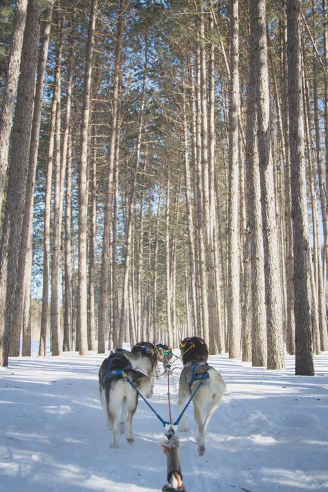 Mont Tremblant Winter, Ontario Winter, Ski Village, Mont Tremblant, Pretty Views, Sled Dog, Tropical Holiday, To Do Today, Winter Vibes