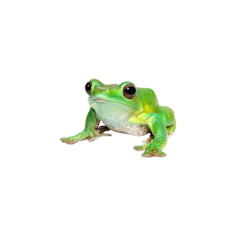 Cute Tree Frog, Green Transparent Png, Transparent Frog, Pacific Tree Frog, Frog Sublimation, Frog Png, Photo Clipart, Tree Frog, Tree Frogs