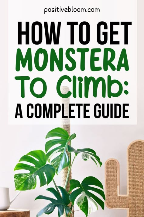 How To Grow Monstera Plant, Planting Monstera Cuttings, Monstera Planter Ideas, Monstera Plant Care Tips, How To Repot Monstera, Monstera Growing Tips, Monserat Plant, Monstera Plant Repotting, How To Repot A Monstera Plant