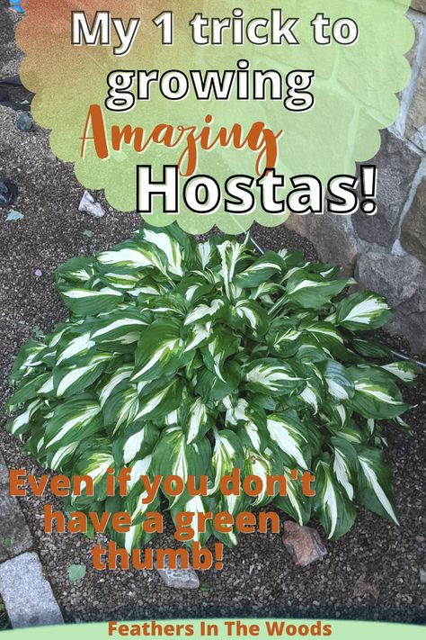 Growing gorgeous Hostas! Hosta Plants Front Yards, Hosta With Purple Flowers, Hakone Grass And Hosta, Fern And Hosta Landscaping, Hostas Around Pool, When To Plant Hostas, Hosta Gardens Flower Beds, Hosta Gardens Layout Front Yard, Hosta Plants In Pots