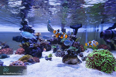 Reef Aquascape, Reef Tank Aquascaping, Saltwater Aquarium Setup, Aquarium Sump, Nano Reef Tank, Aquascaping Ideas, Saltwater Aquariums, Salt Water Aquarium, Coral Reef Aquarium