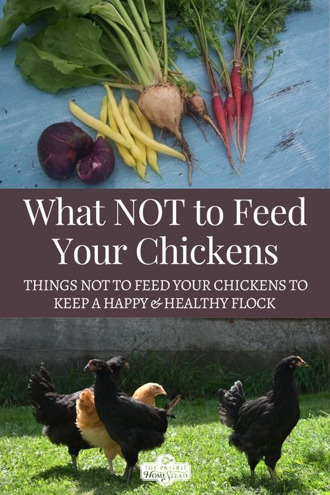 Best Chickens For Eggs, Raising Chickens For Eggs, Snacks For Chickens, What To Feed Chickens, Chickens For Eggs, Hens Ideas, Chicken Tips, Food For Chickens, Raising Turkeys