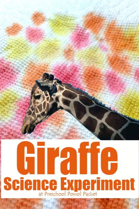 Fun! Giraffe science activity! Perfect for preschool, kindergarten, and even older kids learning about capillary action! Animal Science Experiments, Animal Science Activities, Safari Science, Zoo Lessons, Zoo Animals Preschool, Zoo Animal Activities, Preschool Zoo Theme, Preschool Jungle, Candy Pumpkins