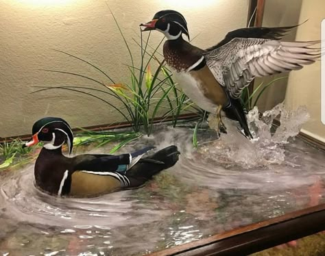 Wood Duck Mounts Ideas, Duck Mount Ideas, Duck Mounts Taxidermy, Wood Duck Mounts, Duck Taxidermy, Duck Hunting Decor, Deer Mount Decor, Duck Mounts, Waterfowl Taxidermy