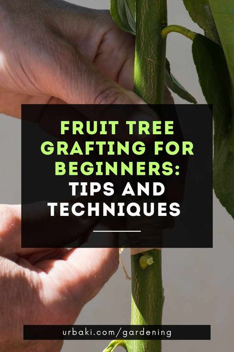 Are you a fruit tree lover but frustrated by the limited variety of fruit available in your area? Or maybe you're looking for a fun and rewarding hobby that will give you a sense of satisfaction and a bountiful harvest. Either way, fruit tree grafting may be just what you need. With a little bit of knowledge and practice, anyone can learn to graft their own fruit trees, creating unique combinations of fruit varieties and improving the health and productivity of their trees. In this article... Grafting Plants Fruit, How To Graft Fruit Trees, Apple Tree Care, Tree Grafting, Grafting Fruit Trees, Grafting Plants, Fruit Bearing Trees, Growing Fruit Trees, Orange Trees