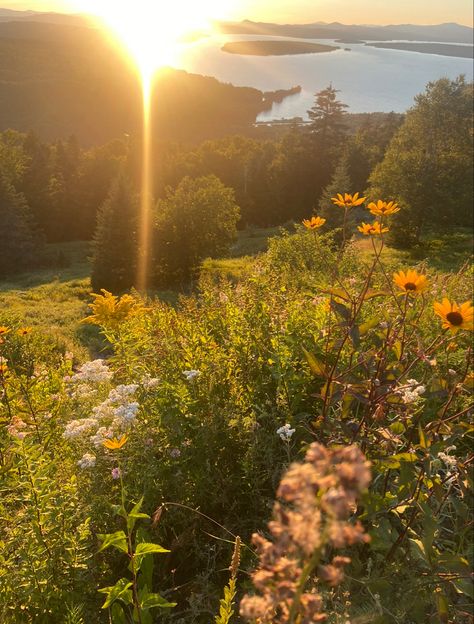 Flowers and Sunset in Rangeley, ME Maine Wildflowers, Maine Flowers, Rangeley Maine, Summer Mood Board, Summer Mood, Flower Farm, Wild Flowers, Maine, Mood Board