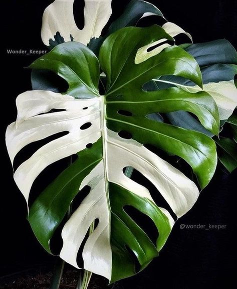 Deliciosa Plant, Monstera Plant Care, Monstera Obliqua, Plant Goals, Smart Garden, White Plants, Variegated Plants, Garden Guide, Plant Aesthetic