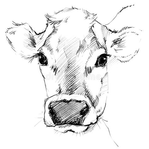 Cow Sketch. Dairy Cow Pencil Sketch. Stock Illustration - Illustration of milking, agriculture: 68310774 Drawing Techniques, Cow Sketch, Cow Drawing, Cow Face, Cow Head, Cow Painting, Cow Art, A Cow, Face Drawing