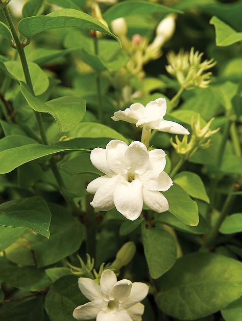 arabian-jasmine-jasminum-sambac-66c0b222 Nature, Arabian Jasmine Plant, Fragrant Indoor Plants, Cuban Oregano, Best Smelling Flowers, Jasminum Sambac, Pi Art, Arabian Jasmine, Philippine Eagle