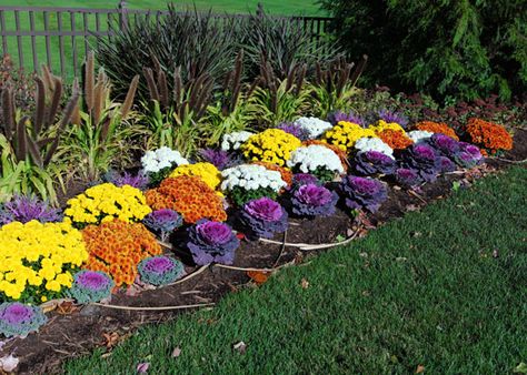 Ornamental Kale and Cabbage | The Home Depot's Garden Club Fall Landscaping Front Yard, Flowering Kale, Front Yard Garden Ideas, Fall Flowers Garden, Fall Landscaping, Ornamental Kale, Ornamental Cabbage, Fall Mums, Fall Containers