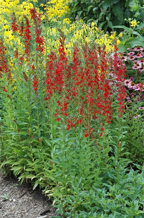 Filler Plants, Lobelia Cardinalis, Cardinal Flower, Plant Catalogs, Pollinator Garden, Rain Garden, Native Garden, Herbaceous Perennials, Greenhouses