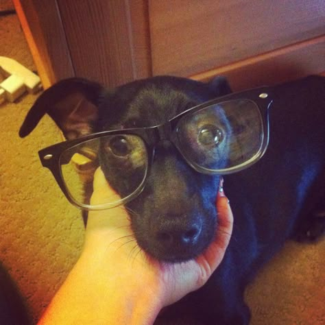 #hipster #puppy Puppy With Glasses, Dog Wearing Glasses, Dogs With Glasses Aesthetic, Dog With Glasses Funny, Dog Nerd Glasses, Puppies Wearing Sunglasses, Nerd Aesthetic, Dog With Glasses, Computer Nerd